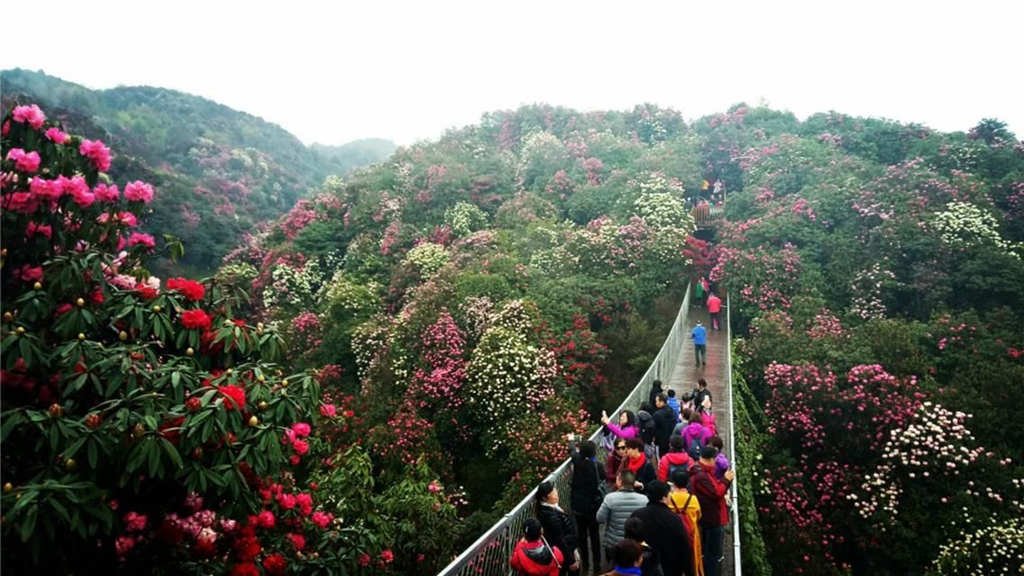  贵州5A级景区6：百里杜鹃风景区