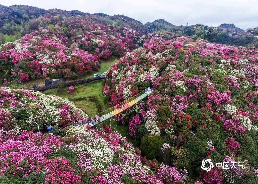 贵州百里杜鹃景区简介