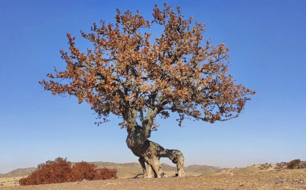 马鹿树在哪里？松树山马鹿树位置地图