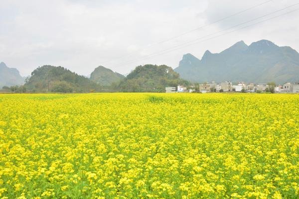 苏州赏油菜花好地方 苏州十大油菜花景点