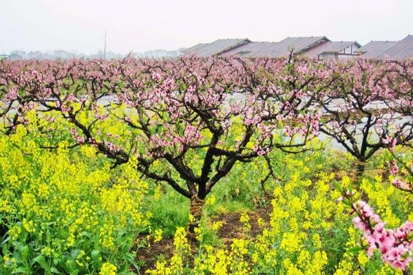 2023上海桃花节在什么地方 附活动时间