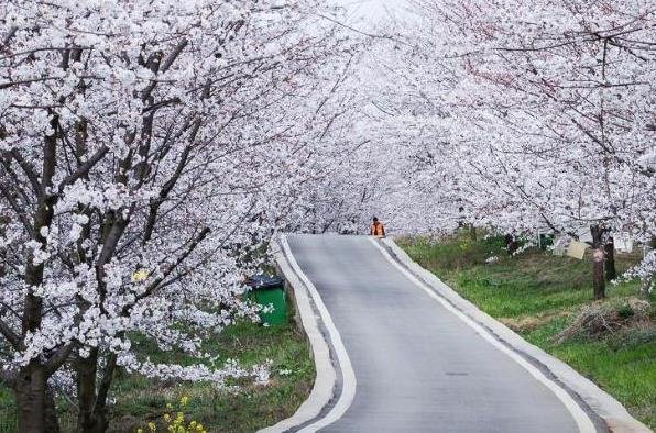 2023贵安樱花园几月旅游最佳