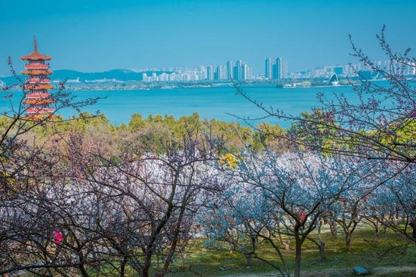 徐州春天哪里好玩 九大春季赏花景点