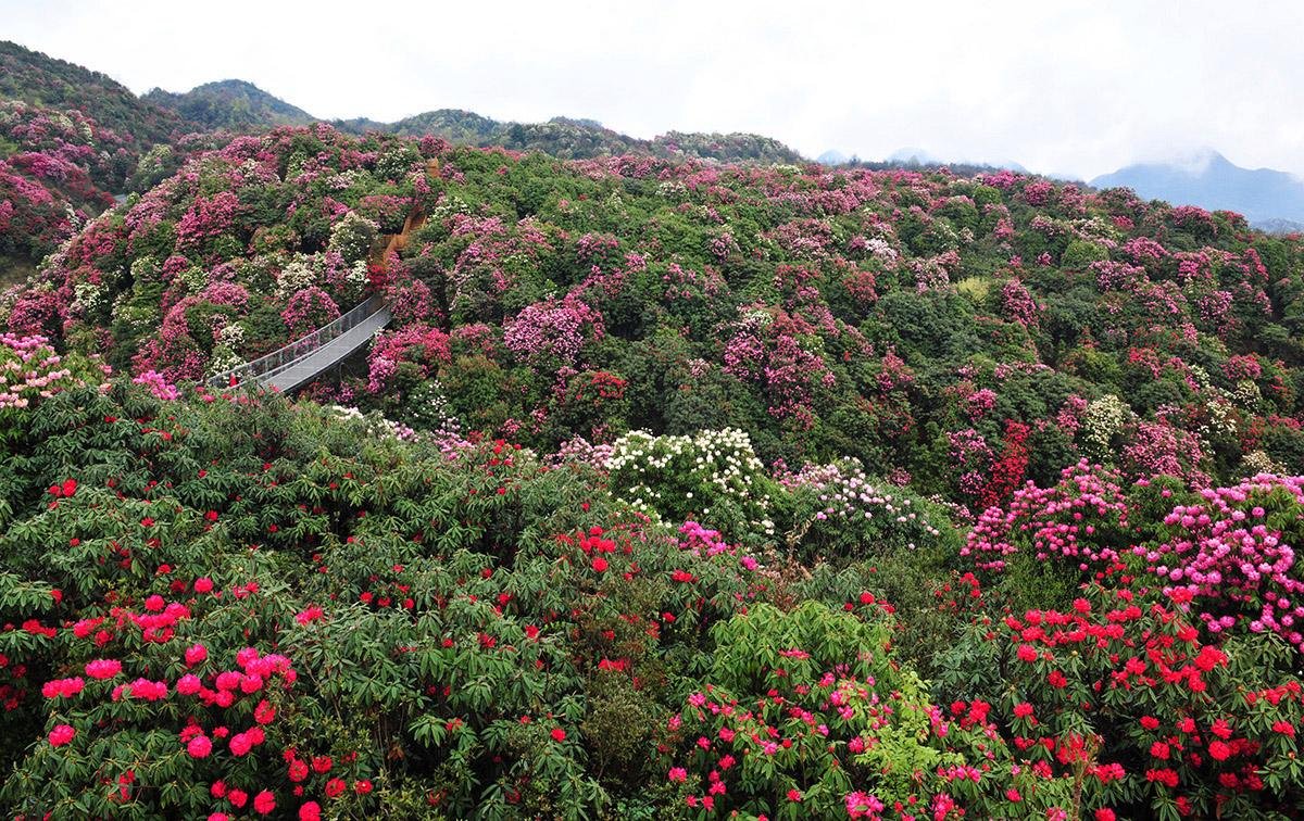 什么时候去百里杜鹃景区游玩最好？云南贵州百里杜鹃旅游最佳时间