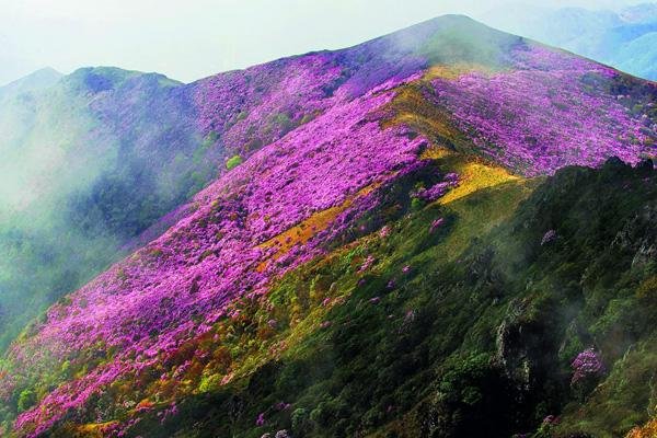 四川哪里有杜鹃花 四川十大赏杜鹃花最好的地方